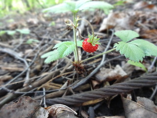 red berries in the forest
