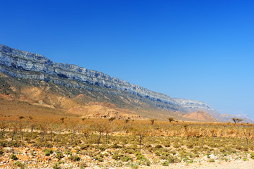  Pictorial landscape of the Socotra island,Yemen