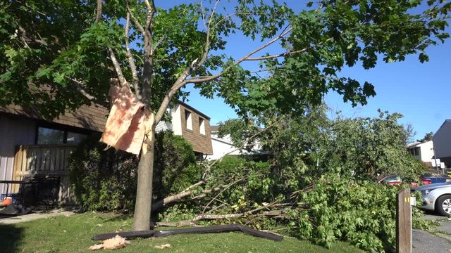 Insulation blows in a tree in the aftermath of a tornado that tore through Ottawa and left the region without hydro