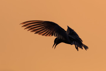 common terns (sterna hirundo hirundo)