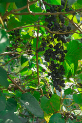 Red grape bunch growing on grapevine, autumn fruit, healthy food