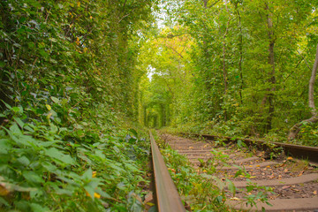 Rail in nature tunnel