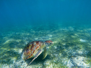 Sea turtle in tropical seashore, underwater photo of marine wildlife. Marine turtle undersea closeup