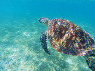 Sea turtle in tropical seashore, underwater photo of marine wildlife. Diving with sea turtle. Marine turtle undersea