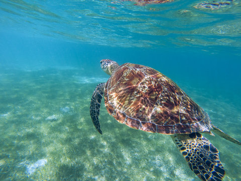 Sea turtle in tropical seashore, underwater photo of marine wildlife. Swimming with sea turtle.