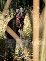 Hund auf Baumstamm