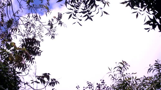 Natural frame of trees and clouds for titles or logos 3 of 4