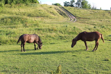 horses grazing in the meadow