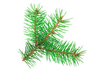 Naklejka premium Fir tree branch isolated on a white background close-up. Top view