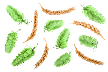 hop cones with ears of wheat isolated on white background close-up. Top view. Flat lay pattern