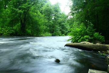 river in the forest