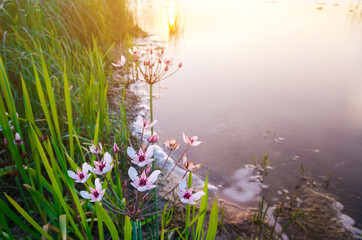 White flowers in the form of an umbrella in the water at sunset