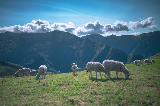 Moutons en estive dans les Pyrénées  