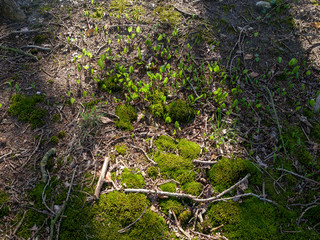 Holland nature of Giethoorn and Weerribben.