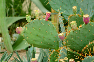 Brown Spined Prickly Pear