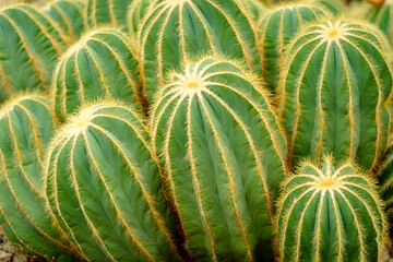 Parodia Magnifica Cactus