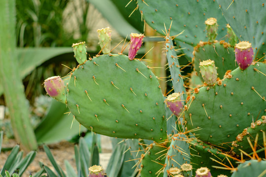 Brown Spined Prickly Pear