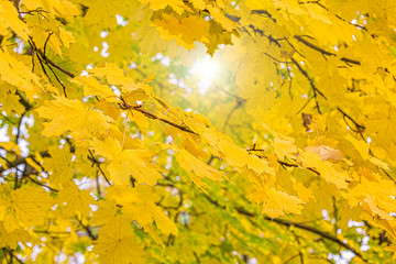 Yellow maple leaves on a branch in a sunny forest