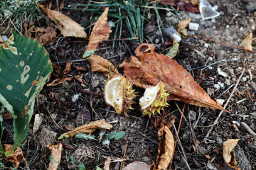chestnut from common horse-chestnut tree (Aesculus hippocastanum), horse chestnut conker  with dry autmn leaf, close up 