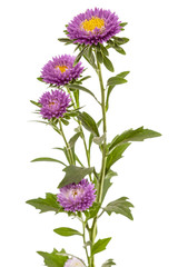 Flower of aster, isolated on a white background - obrazy, fototapety, plakaty