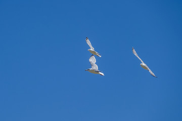Möwen im Flug