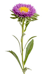 Flower of aster, isolated on a white background