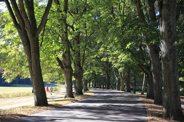 Berühmte Lichtentaler Allee, mit Radweg, Bach Oos und Spaziergänger in Baden-Baden im Herbst