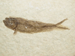 Fossil - Fisch