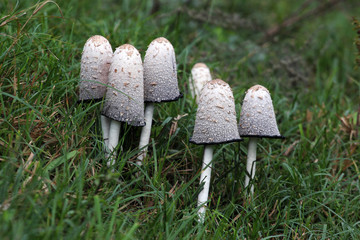 Shaggy mane (Coprinus comatus) mushrooms in the grass