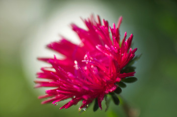beautiful asters from my garden