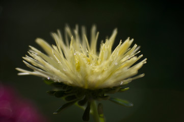 beautiful asters from my garden