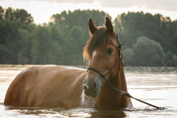 Pferd badet im See