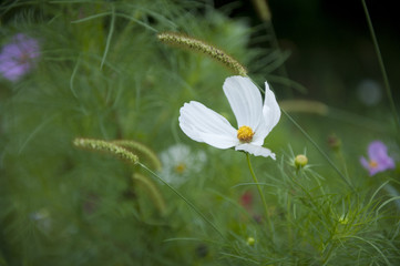 Wunderschöner Ausschnitt einer sommerlichen Wiese