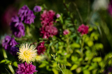beautiful asters from my garden