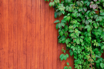 Green ivy on a wooden fence.