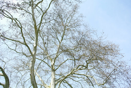 Large platane tree in fall - view from below early in the spring