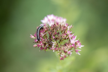 Caterpillar on Sedum Flower