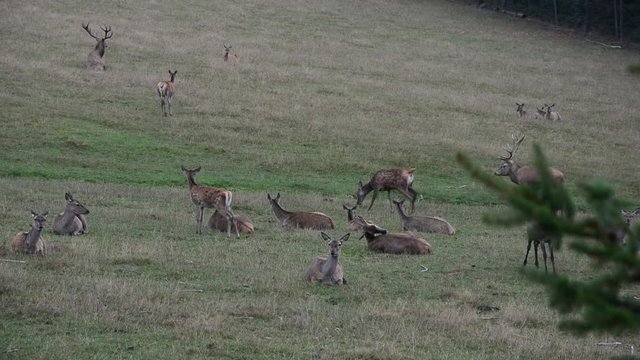 Deer Wild lebende Tiere