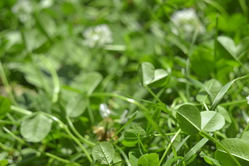 background of green leaves