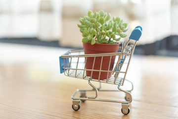 Mini shopping cart with small plant in a pot