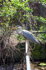 Grey heron, bird