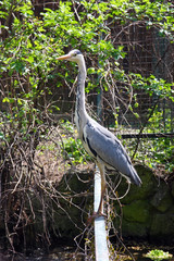 Grey heron, bird