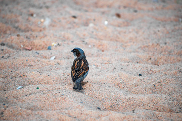 Sparrow sitting on the sand