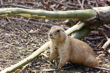 Black-tailed prairie dog, animal