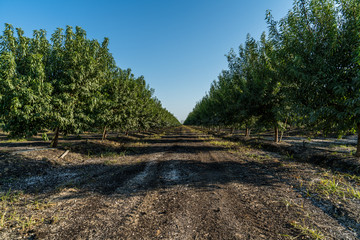 dirt road crossing plantation