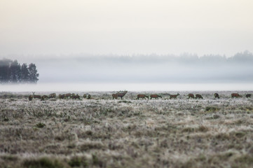 A herd of deer early in the misty morning walks on the field during the rut. Belarus, Naliboki forest