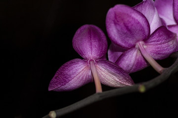 flowers orchids macro
