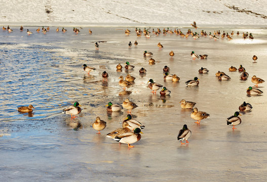 Ducks on ice frozen river.