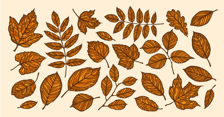 Autumn, leaf fall concept. Decorative tree leaves. Vector illustration
