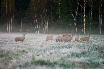 Red deer and several doe on the field  in a foggy morning during the rut. Belarus, Naliboki forest